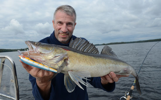 Prächtiger Zander, gefangen im Fegen-See in Schweden mit dem Nils Master Invincible in der Farbe 066.